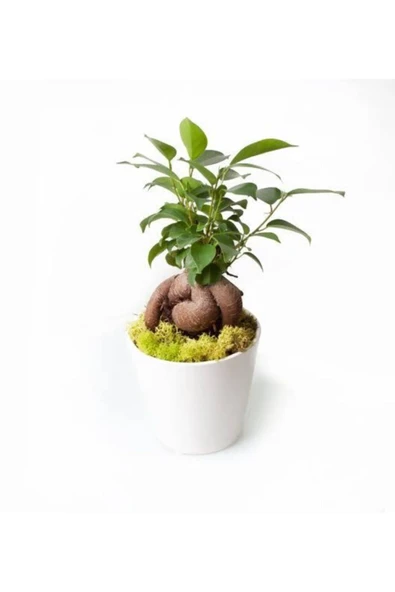 Ficus Bonsai Seramik Saksı Da.... ürün görseli 1