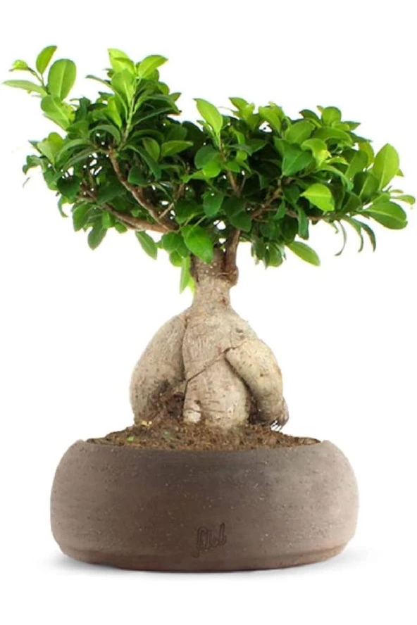 Dekoratif Saksıda Ficus Bonsai ürün görseli 1