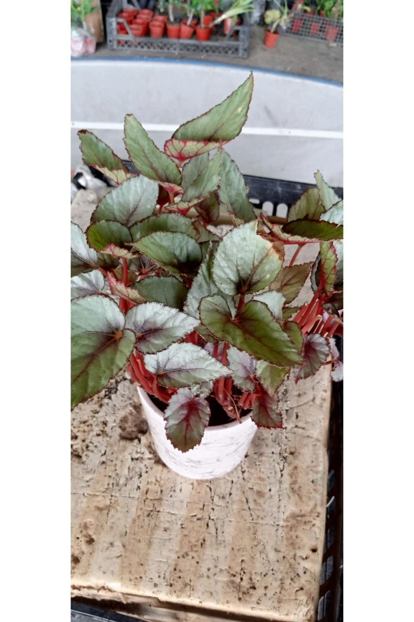 Hediyelik Rex Begonya dekoratif saksıda - Resim 5
