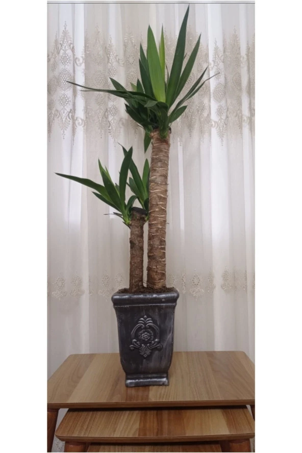 Yucca Dekoratif Beton Saksıda Çift Köklü 70-80 Cm ürün görseli 1