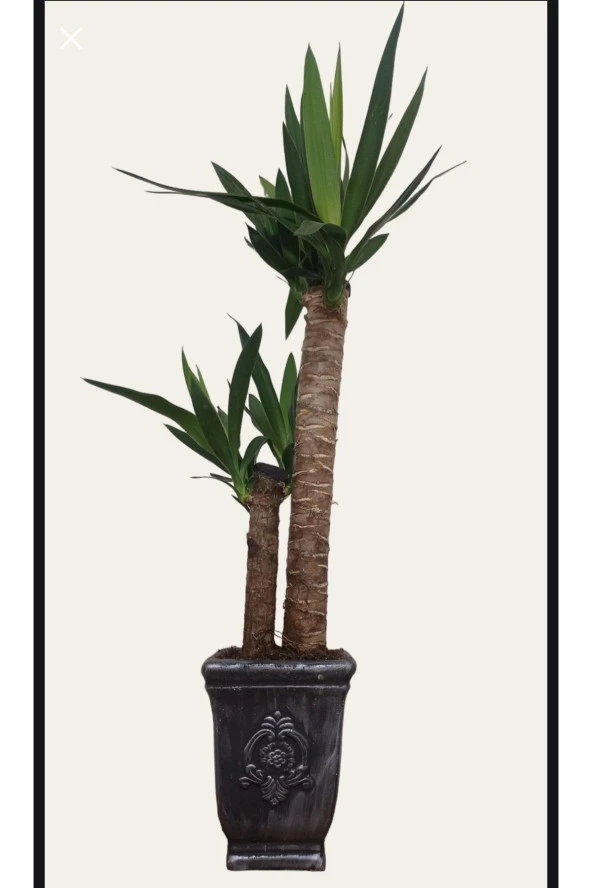 Yucca Dekoratif Beton Saksıda Çift Köklü 70-80 Cm ürün görseli 1