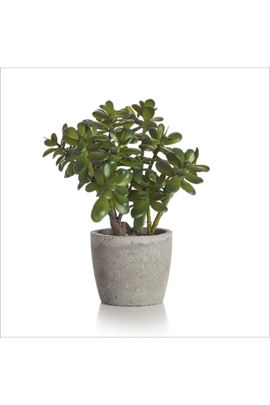 Para Ağacı Bereket, Iyi Şans Ve Para Çiçeği Crassula Ovata Doğal Dekoratif Saksıda ürün görseli 1