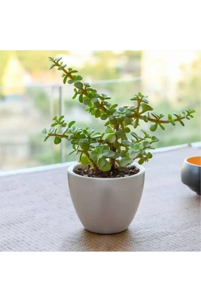 Hediyelik Dekoratif Saksıda Para Ağacı Bereket Ağacı Afra Bonsai ürün görseli 1
