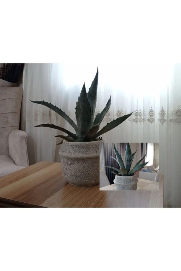 Dekoratif Saksıda Agave Americana ürün görseli 1