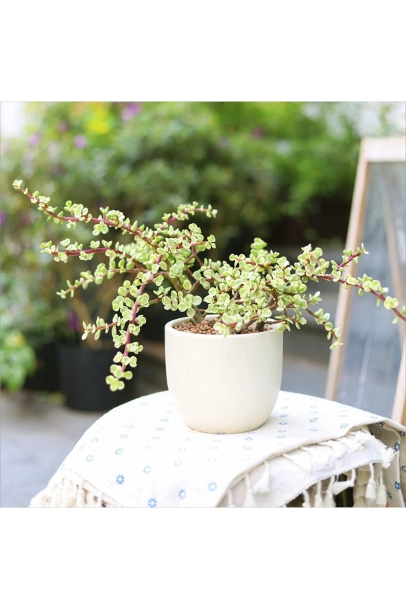 Hediyelik Dekoratif Saksıda Para Ağacı Bereket Ağacı Afra Bonsai ürün görseli 1