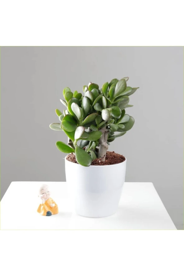 Yetişkin Para Ağacı Bereket Iyi Şans Ve Para Çiçeği Crassula Ovata Özel Beton Saksıda ürün görseli 1