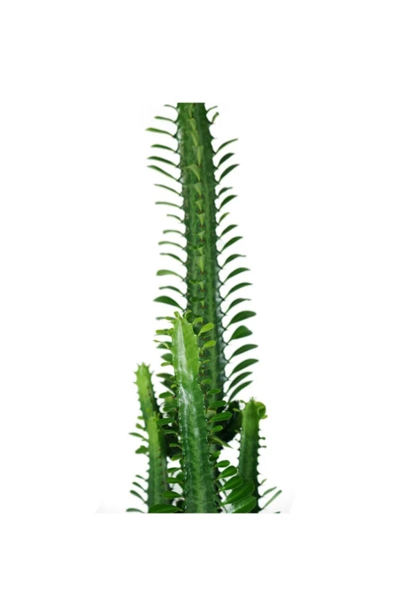 Euphorbıa Trıgona - Resim 2
