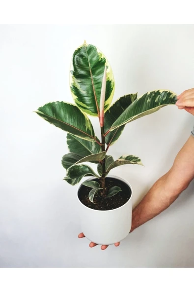 Kauçuk Ağacı Ficus Elastica Seramik Saksıda ürün görseli 1