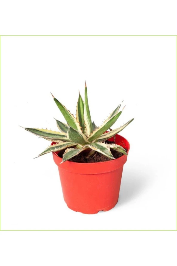3 Adet Alacalı Agave 8.5 Saksılı Nmsn ürün görseli 1
