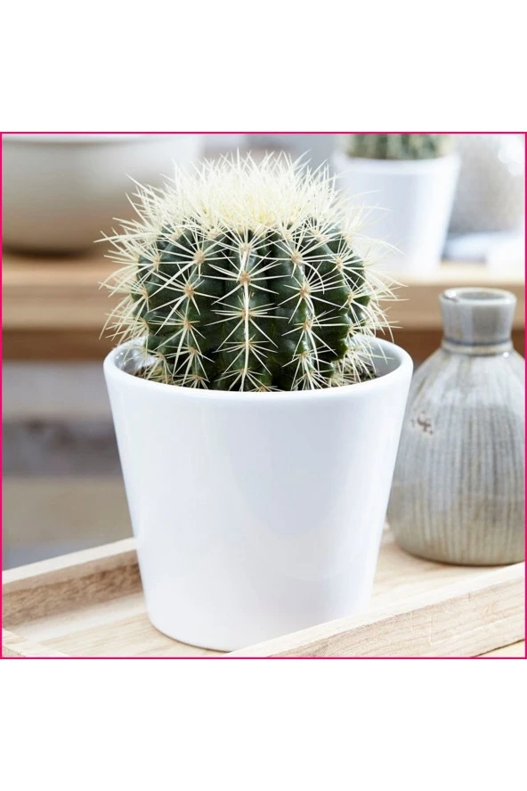 Altın Fıçı Kaktüs Echinocactus Grusonii ürün görseli 1