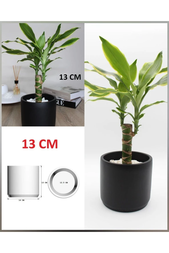 Siyah Taş Beton Saksı - Resim 2