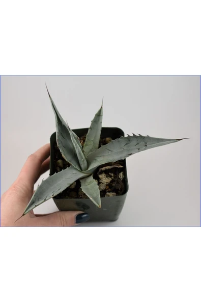 Agave Americana Bitkisi Küçük Boy ürün görseli 1