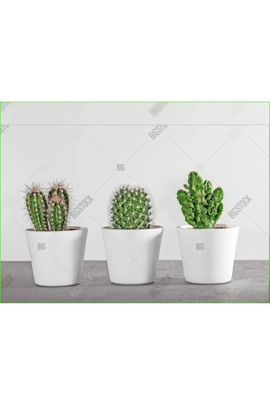 3 Adet Seramik Saksıda Kaktüs Ve Sukulent Altlıksız ürün görseli 1