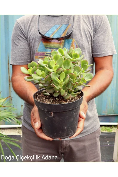 Seramik Saksıda Para Ağacı Bereket Ağacı Crassula Ovata 01001 ürün görseli 1