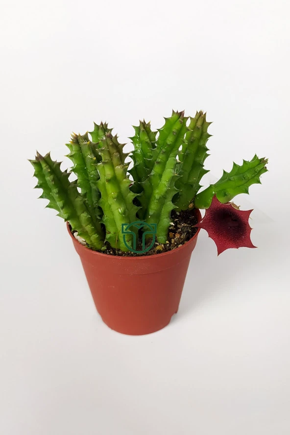 Leş kaktüsü Huernia Angolensis küçük bordo çiçekli özel tür 5.5 cm kahverengi saksıda ürün görseli 1