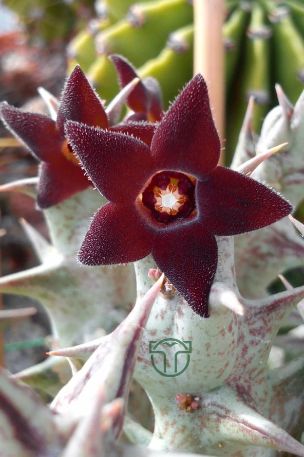 Leş kaktüsü özel tür bordo çiçekli Orbea Semitubiflora 8.5 cm kırmızı saksıda ürün görseli 1