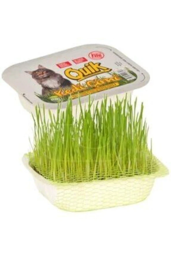 Kedi Çimi Kase ürün görseli 1