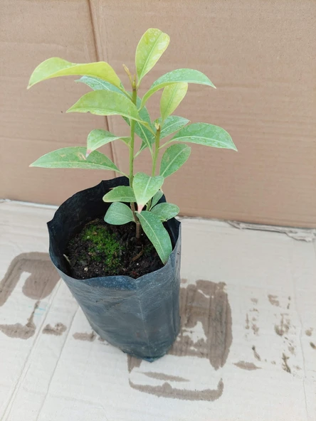 SAPODİLLA FİDANI 3 YAŞ 25 CM - Resim 2