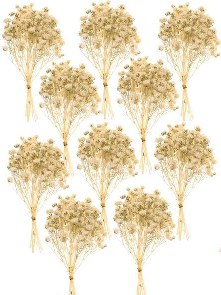 Nettenevime 10lu Set Kuru Çiçek Doğal KREM Cipso Şoklanmış Bozulmaz ürün görseli 1