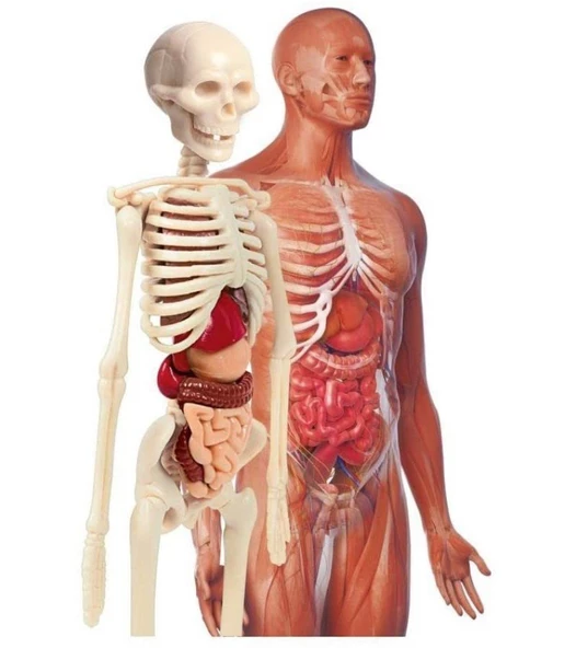 İnsan Anatomisi Bilim ve Oyun - Resim 3
