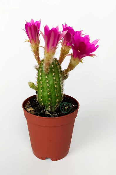 Yılan kaktüs fuşya çiçekli Pilosocereus Silvestrii Hibrit nadir özel tür ürün görseli 1