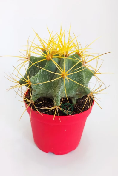 Ferocactus Glaucescens sarı dikenli nadir özel tür kaktüs büyük boy 12 cm kırmızı saksıda ürün görseli 1