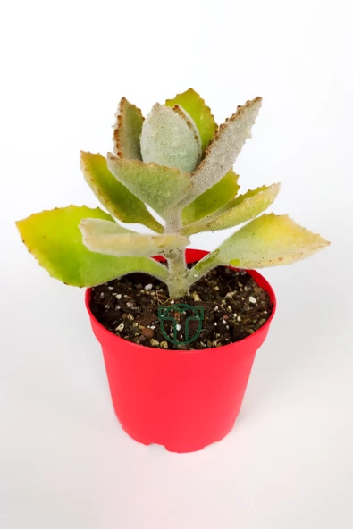 Kalanchoe Beharensis Fang kadife yapraklı sukulent keçe bitkisi kalanşo 8.5 cm kırmızı saksıda ürün görseli 1