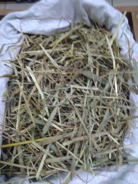 Eyüp Ensar YEŞİL YULAF SAMANI 50GR - Resim 2
