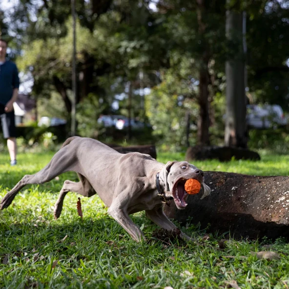 Waboba Tailwind Köpek Oyuncağı Top - Resim 5