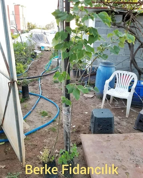 4 Yaş Ihlamur Fidanı, Torbada - Resim 2