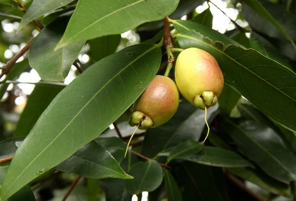 GÜL ELMASI FİDANI (ROSE APPLE) 5 YAŞ 150 CM (NADİR TÜR) ürün görseli 1
