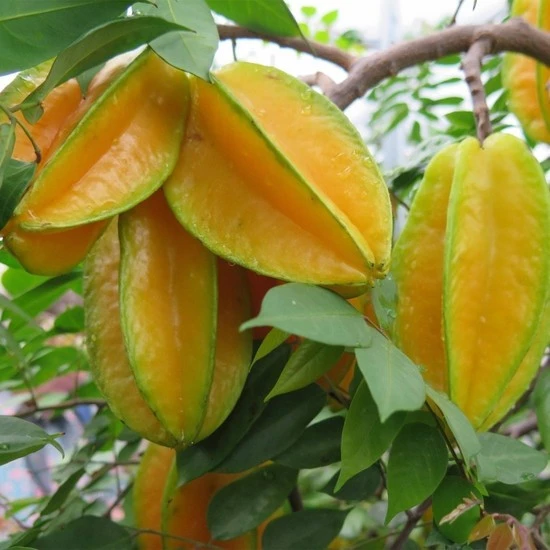 AŞISIZ STAR FRUİT FİDANI 5 YAŞ 1,5 MT ÜSTÜ ürün görseli 1