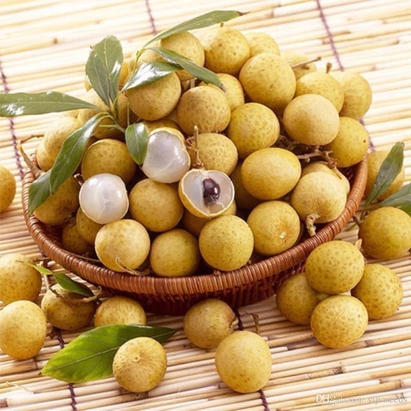 AŞILI LONGAN FİDANI TÜRKİYE'DE TEK!!! 8 YAŞ1 MT ÜSTÜ ürün görseli 1