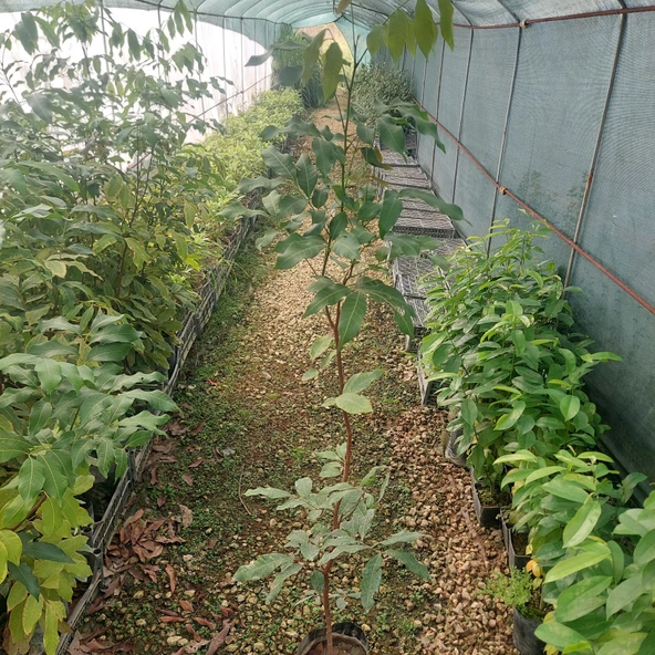 AŞISIZ LONGAN FİDANI 5 YAŞ 120 CM - Resim 2