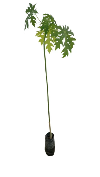 PAPAYA FİDANI 120 CM (2 ADET) - Resim 2