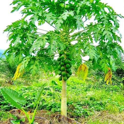 PAPAYA FİDANI 120 CM (2 ADET) ürün görseli 1