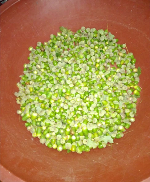 Eyüp Ensar MEŞE PALAMUDU İÇ KISMI 50 GR - Resim 2