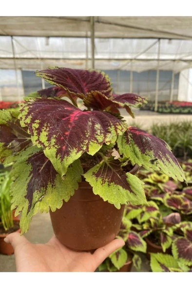 Yaprak Güzeli Karışık Renkli Kolyos (coleus) ürün görseli 1