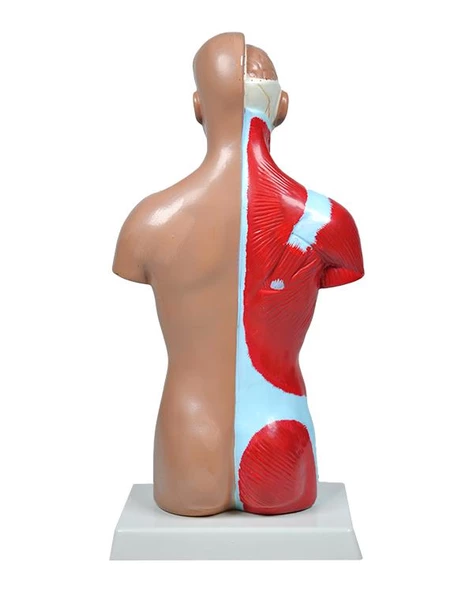 Temel İnsan Vücudu Modeli 27 Cm - Resim 4
