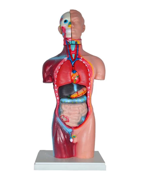 Temel Büyük İnsan Vücudu Modeli 45 Cm ürün görseli 1