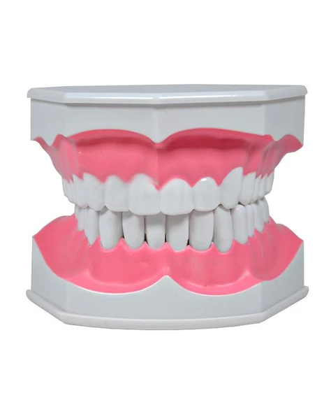Temel Diş Modeli Fırçalı 12 cm ürün görseli 1