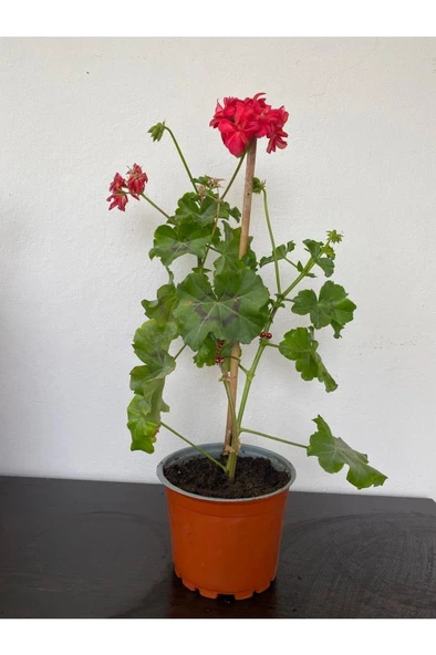 Sakız Sardunya Fidanı 10-20 cm ürün görseli 1