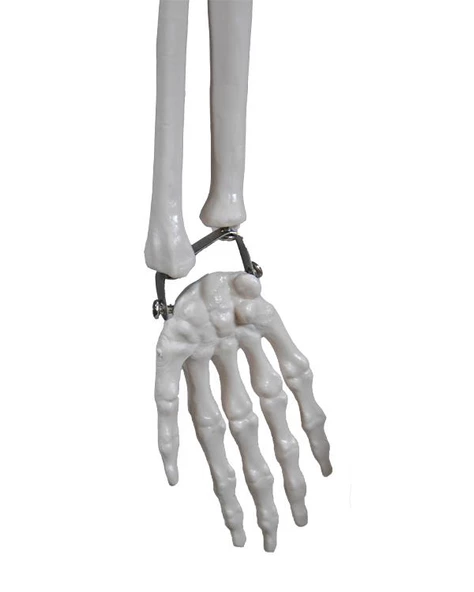 Temel İskelet Modeli 85 Cm - Resim 4