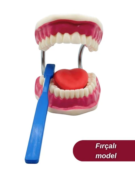 Temel Diş Fırçalama ve Bakım Modeli - Resim 2