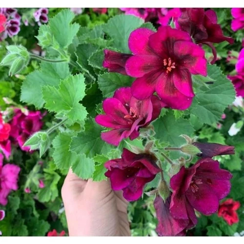 Koyu Bordo Ceylan Gözü Sardunya Çiçeği Fidanı 10-20 cm ürün görseli 1