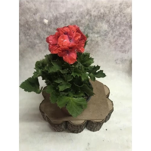 Hürrem Turuncu Ceylan Gözü Canan Sardunya Çiçeği Fidanı 10-20 cm ürün görseli 1