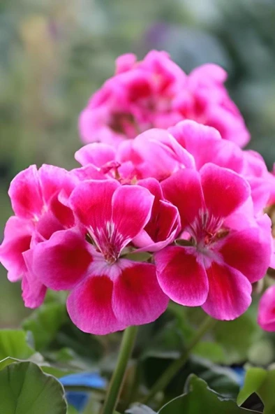 Açık Pembe Ceylangözü Sardunya Çiçeği 10-20 cm ürün görseli 1