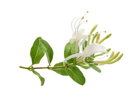 Afife Hanımeli Fidanı Lonicera Caprifolium 10-20 cm ürün görseli 1