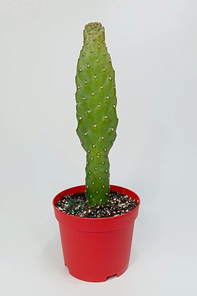 Consolea Rubescens ince uzun kaktüs özel tür yassı sütun 8.5 cm kırmızı saksıda ürün görseli 1