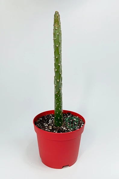 PTTAVM: Consolea Rubescens ince uzun kakts zel tr yass stun 8.5 cm  krmz saksda